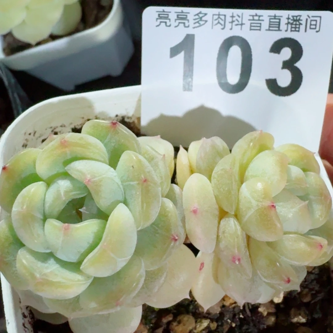 福利         精品多肉