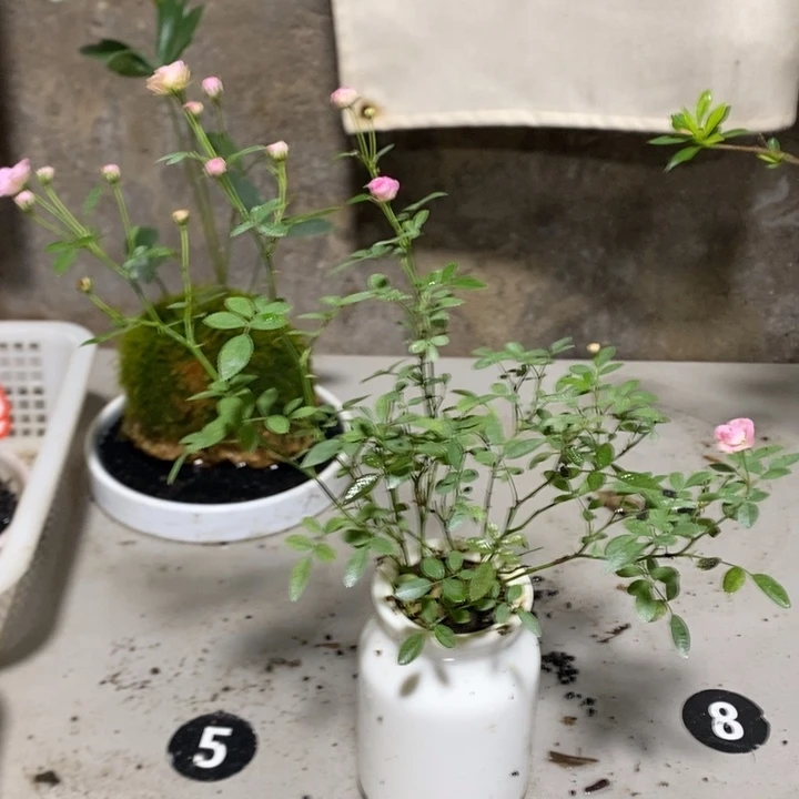 挥***吖无花朵一物一拍156