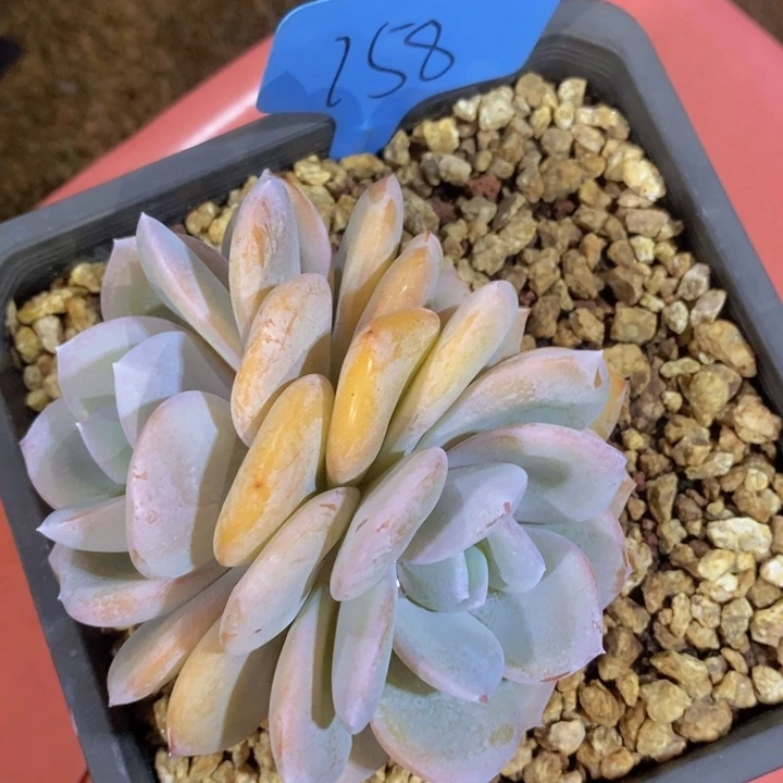 甜****这个点吃的都吐完