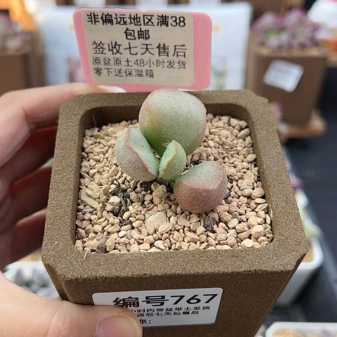 香*767灵轩多肉植物