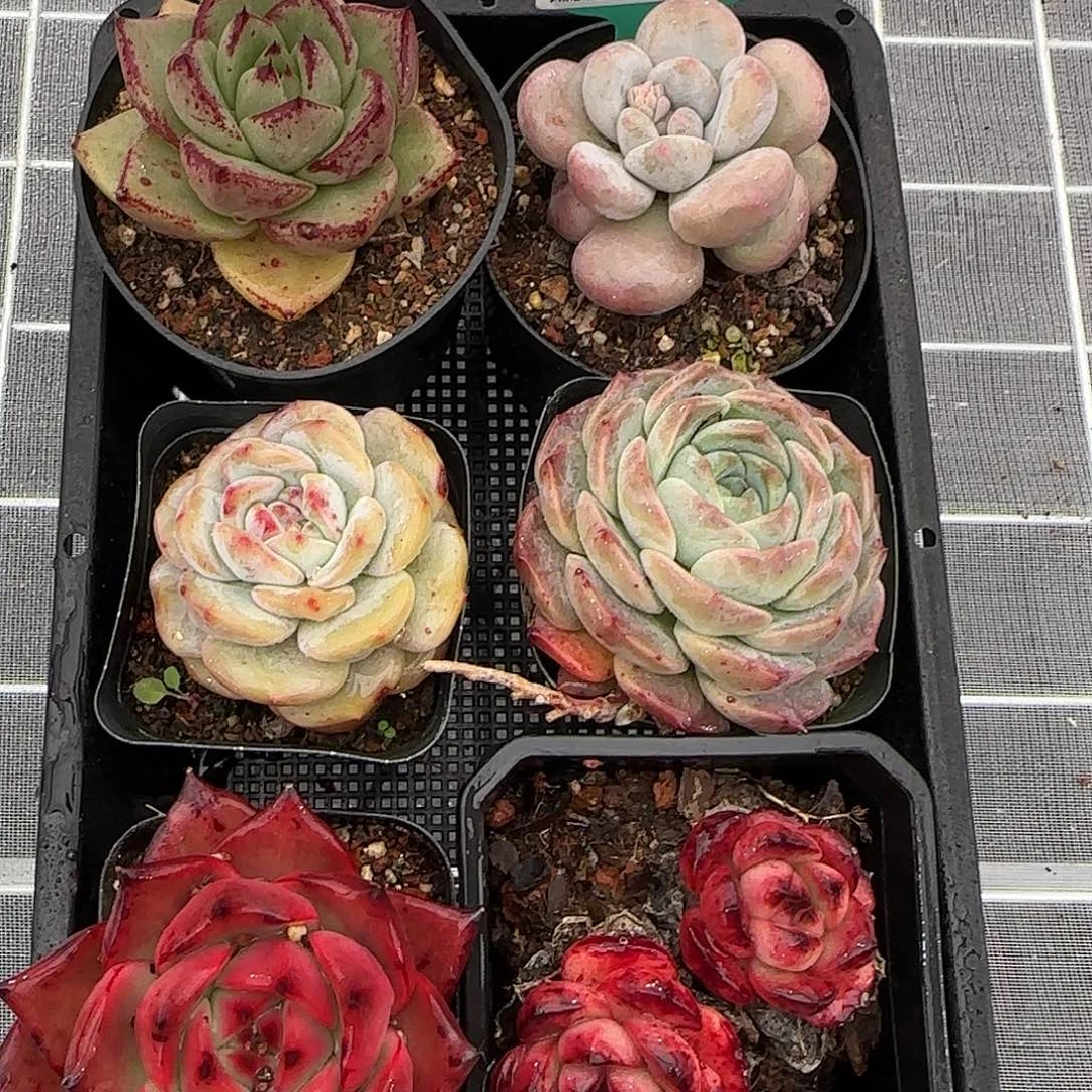 从前慢甄选多肉0119-12