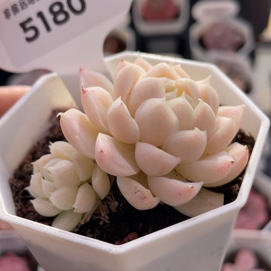 白月影5180-5.5厘米