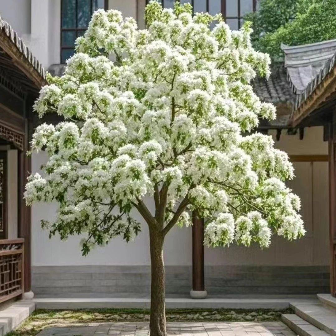 原生流苏树苗四月雪嫁接桂花砖木油根子庭院盆栽花卉绿化浓香型