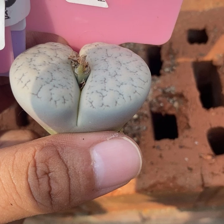 顺****生石花等植物的生长495