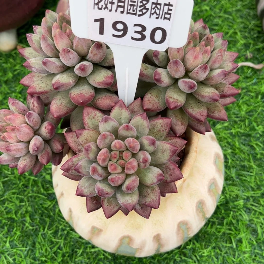 阿***么多肉植物1930不带盆