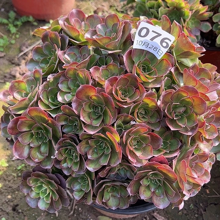 10.28/76玫瑰多肉植物0