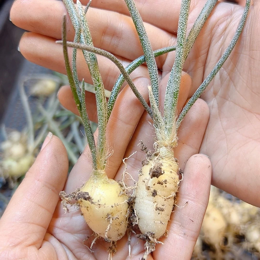 实生美杜莎肚子1.5公分2颗