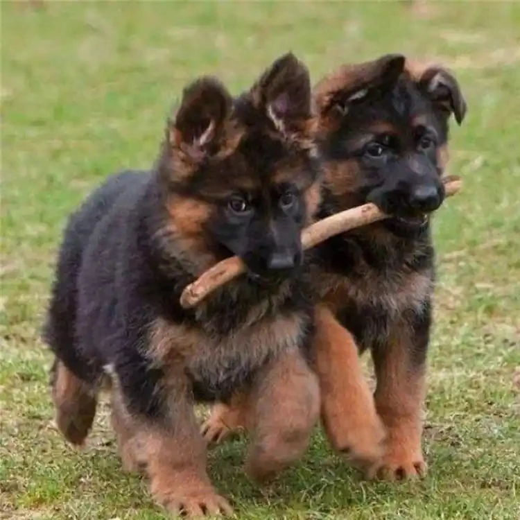 （麟嘉犬业)T狗狗活体