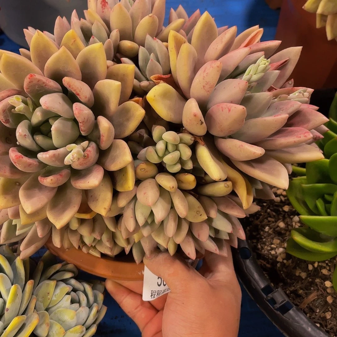 秦*大桃花源50132多肉