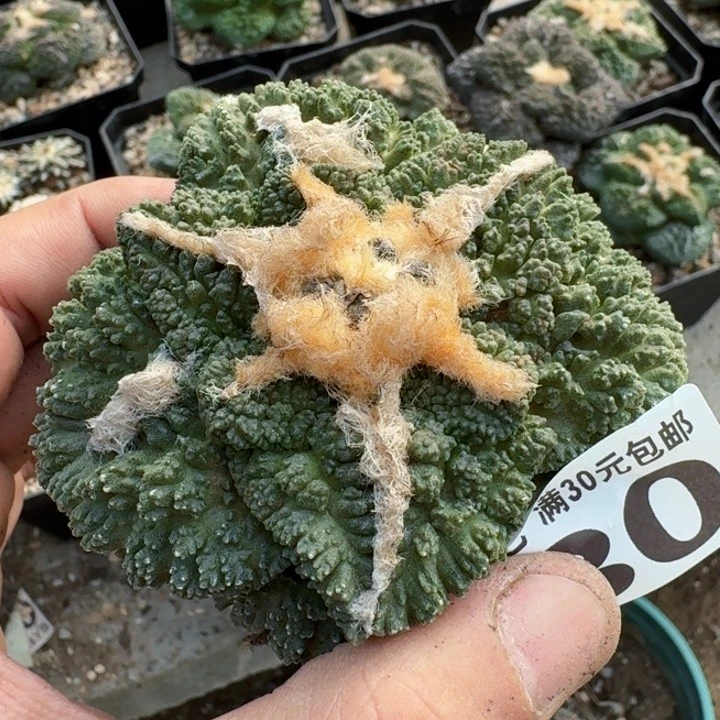 春*。福利自根哥斯拉480