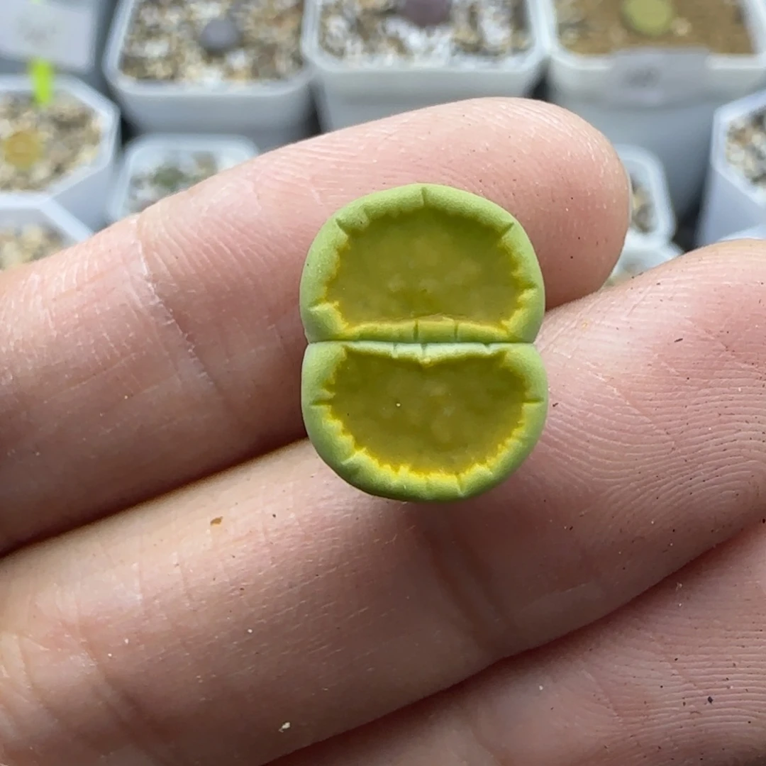 721稍缺水全窗绒面福利