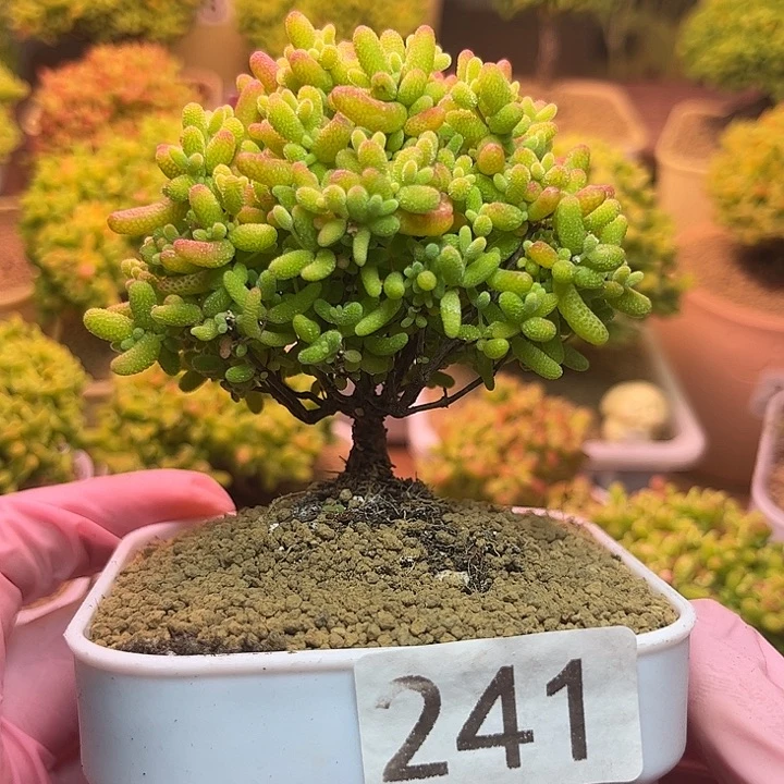 无花朵241蜜桔糖球