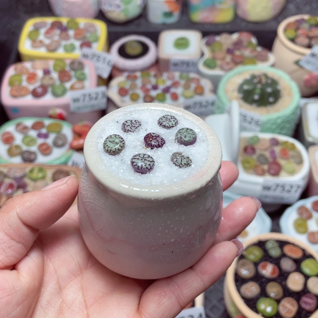 w7537微瑕-零下地区拍保温箱-15支持寄养