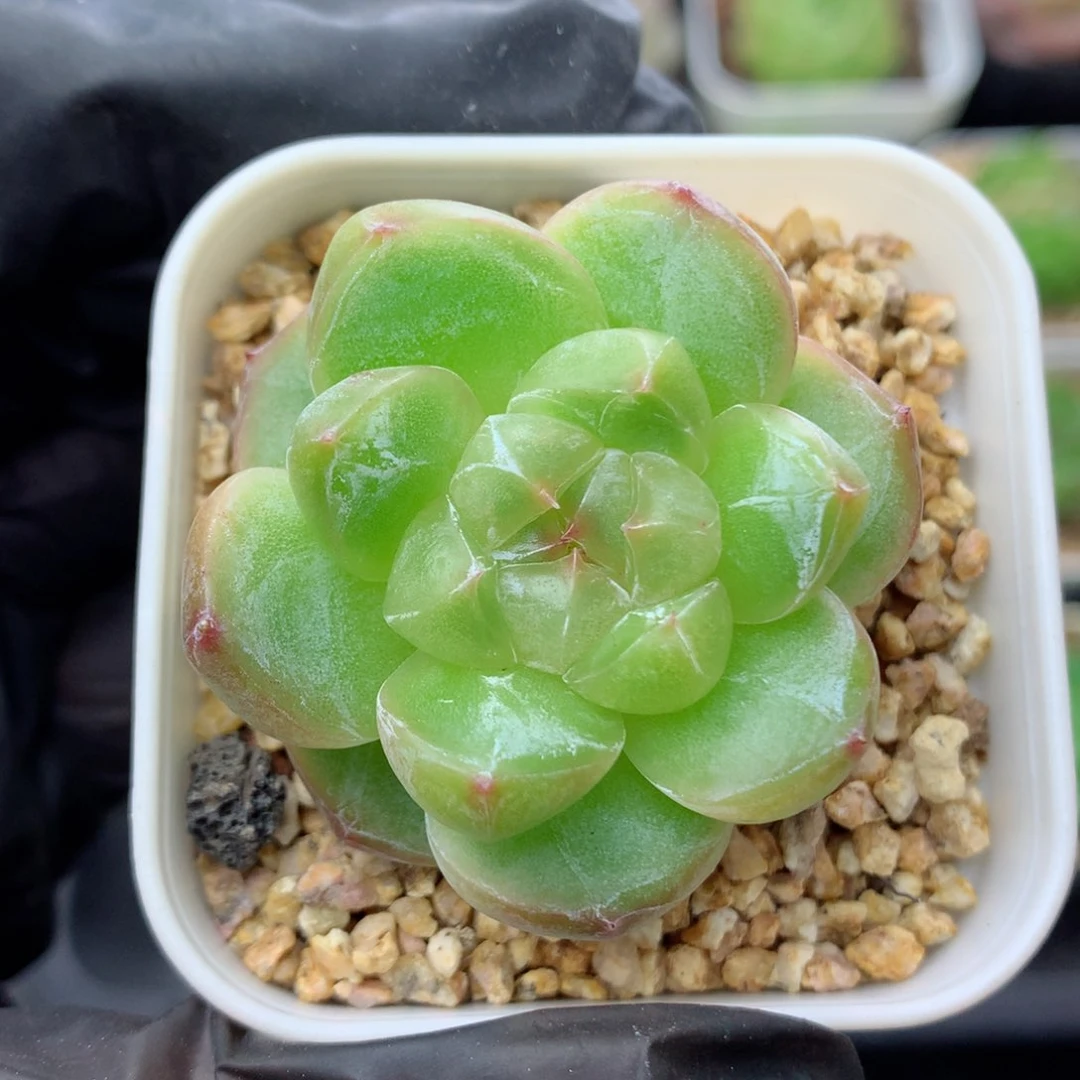 58包邮  群生不包整珍妮44