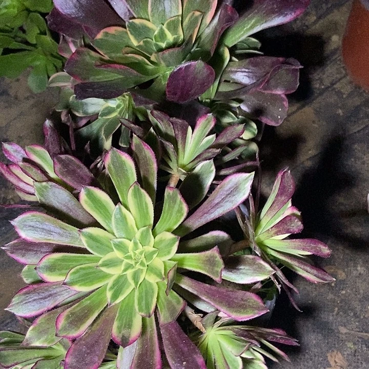 金丝雀 天河多肉不包断