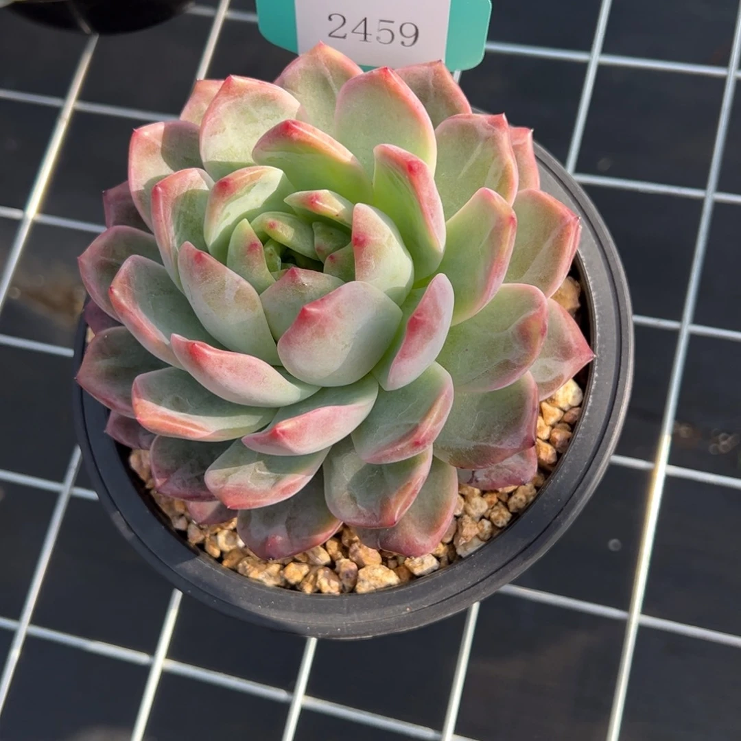 兜****?2459肉多么多么多么多哦