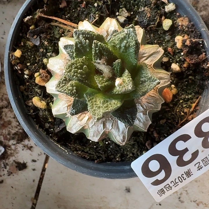 无花朵336新顿牡丹东四