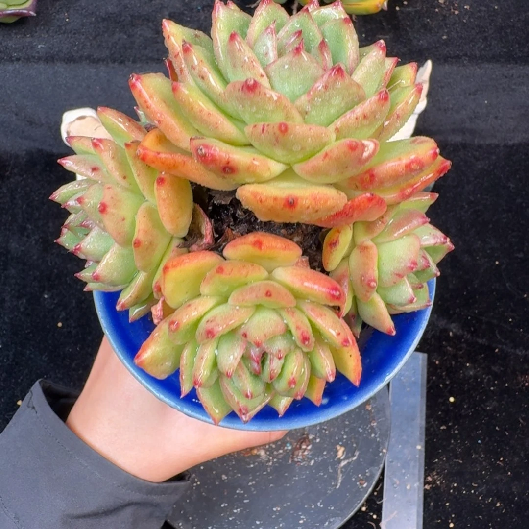 从前慢多肉精选编号1023.104