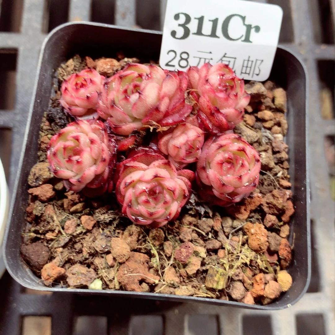 5厘米盆精控多肉植物311