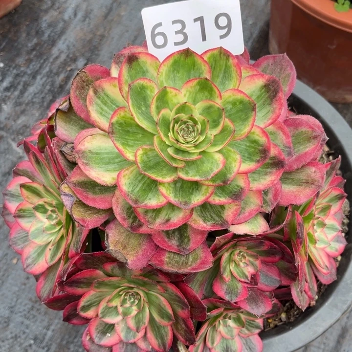 新品赤子心特价多肉