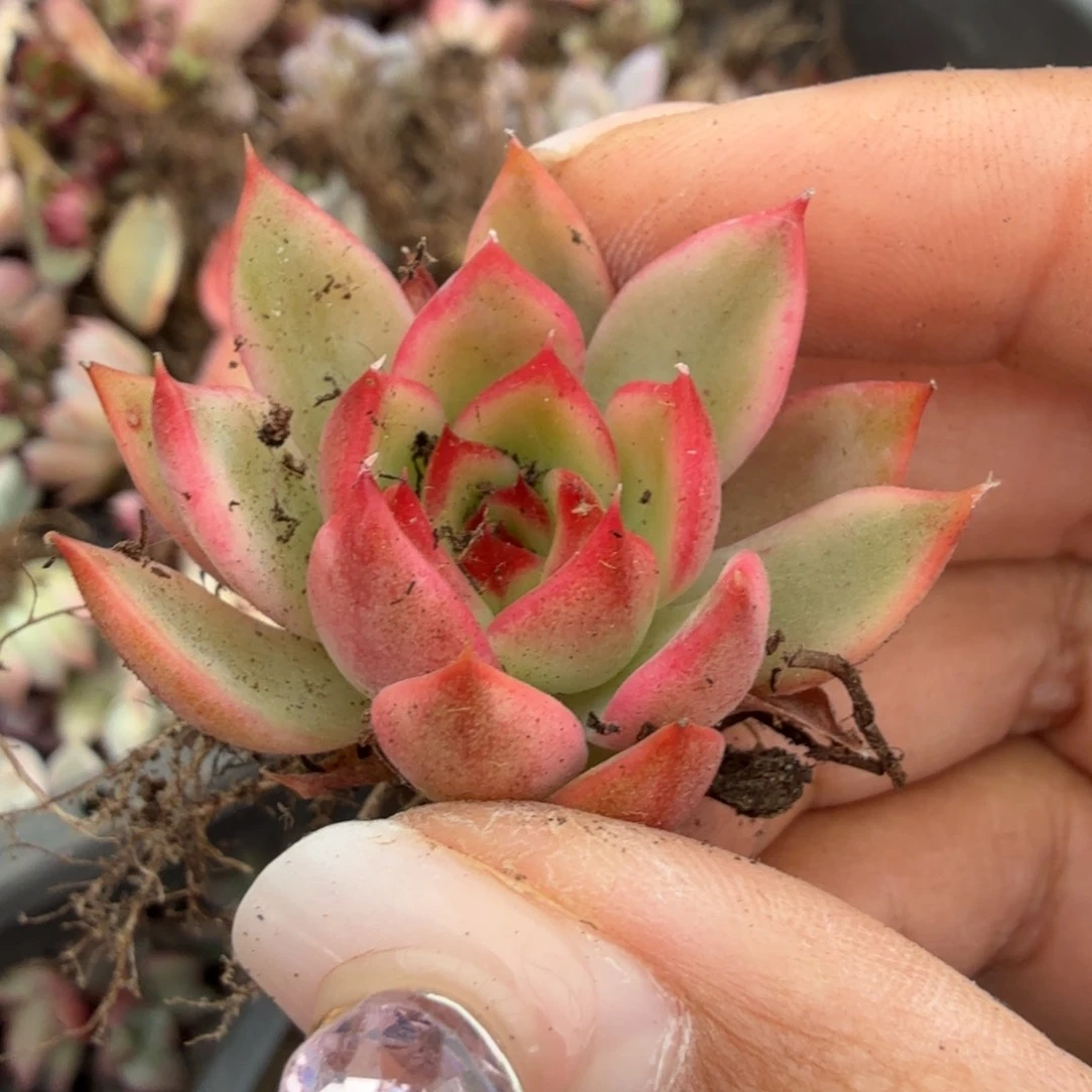 桃花锦一颗多肉锦