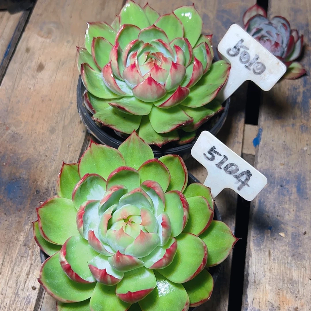 惊鸿仙子5010.5104号