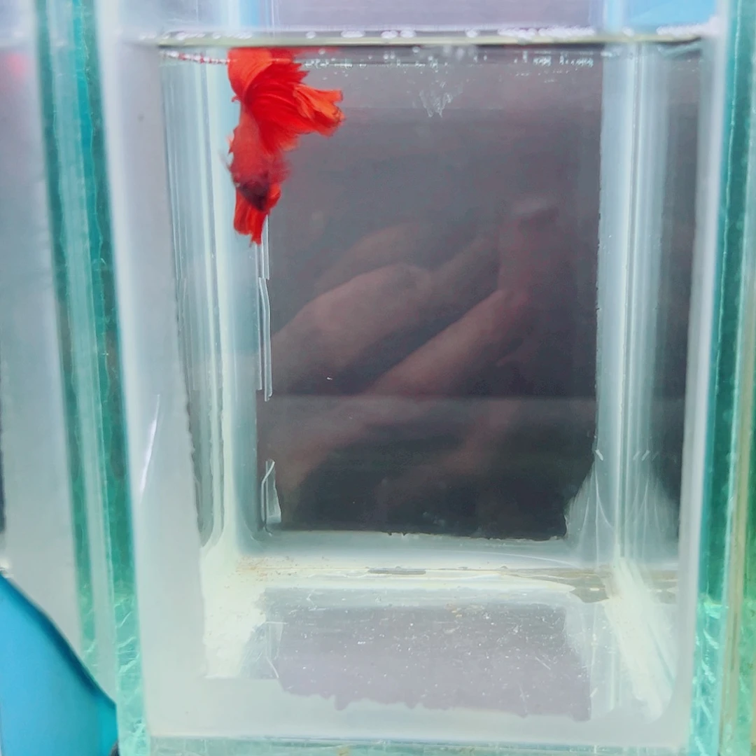 坚***）斗鱼赤道斗鱼水族馆