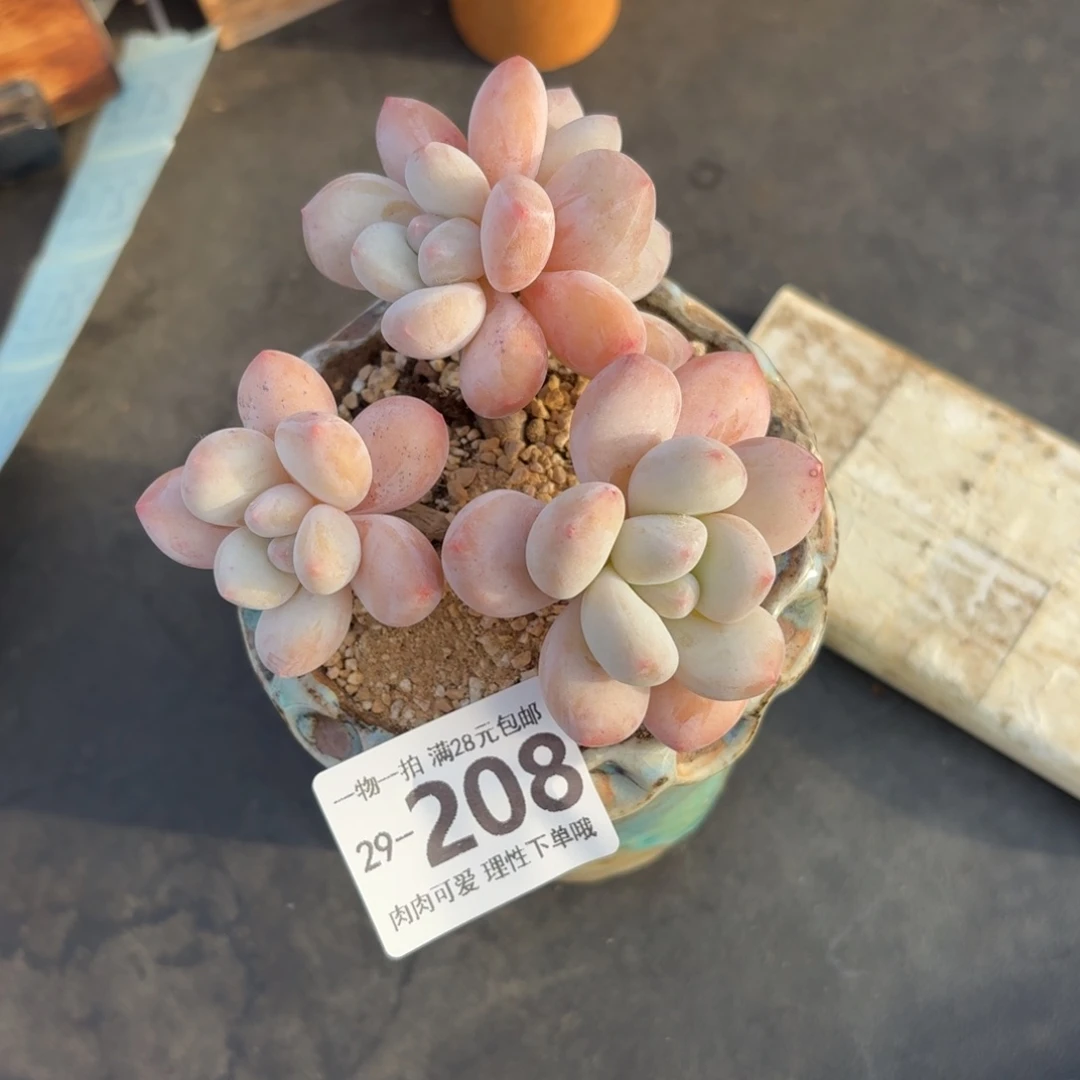 香水无盆土发货无