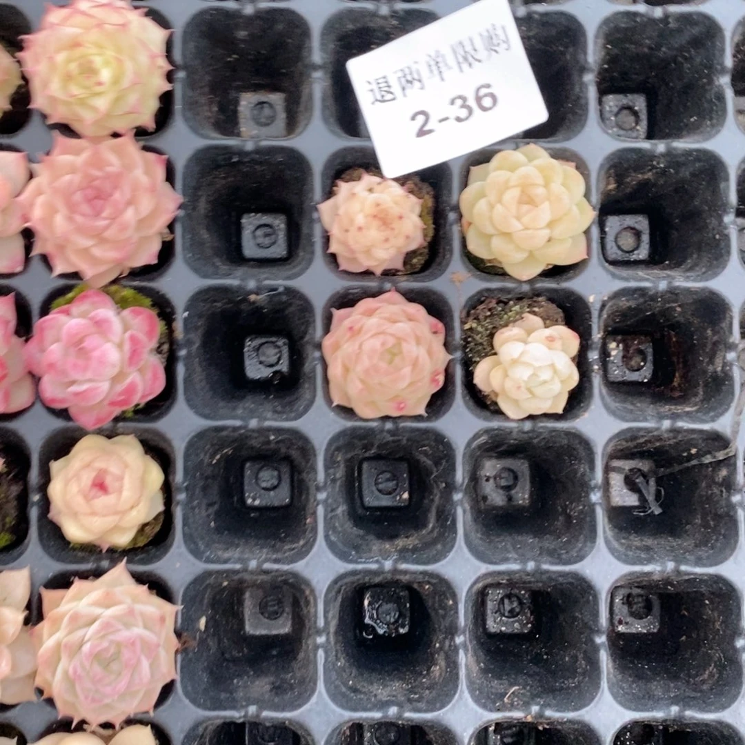 5****22-36多肉多肉多肉多肉多肉多肉