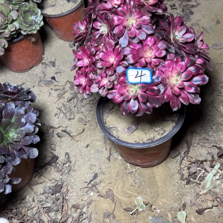 *****多肉植物砍过头4法师