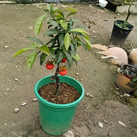 无花朵金弹子盆景园长