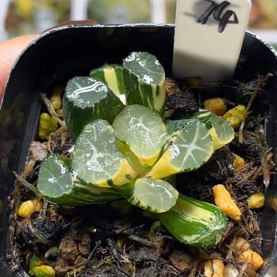 74玉龙万象锦福利专场