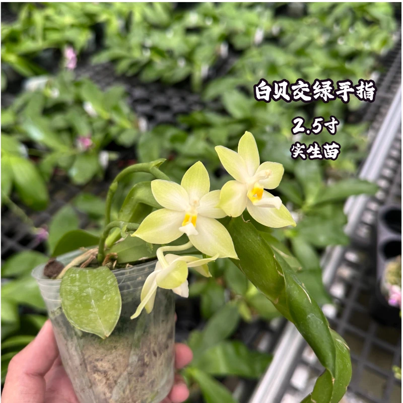 白贝交绿手指珍奇趣味原生蝴蝶兰2.5寸杯苗实生苗