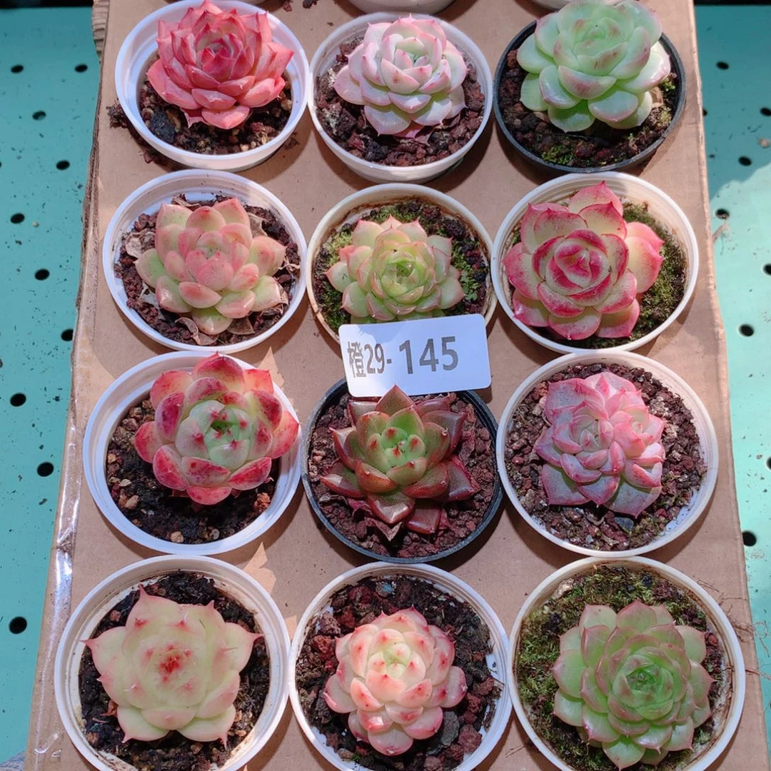 29-145一物一拍多肉带盆18颗
