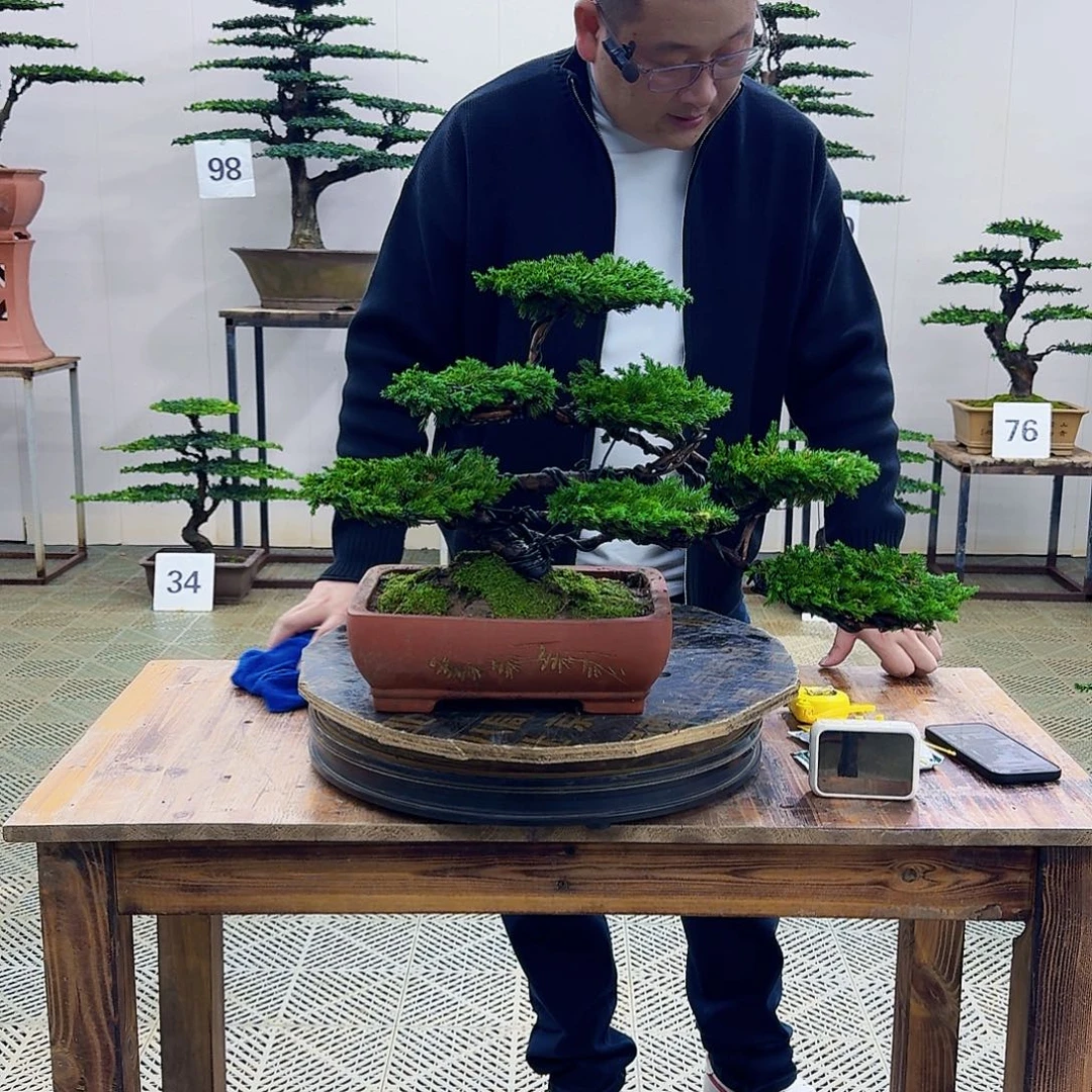 无花朵柏树造型盆景