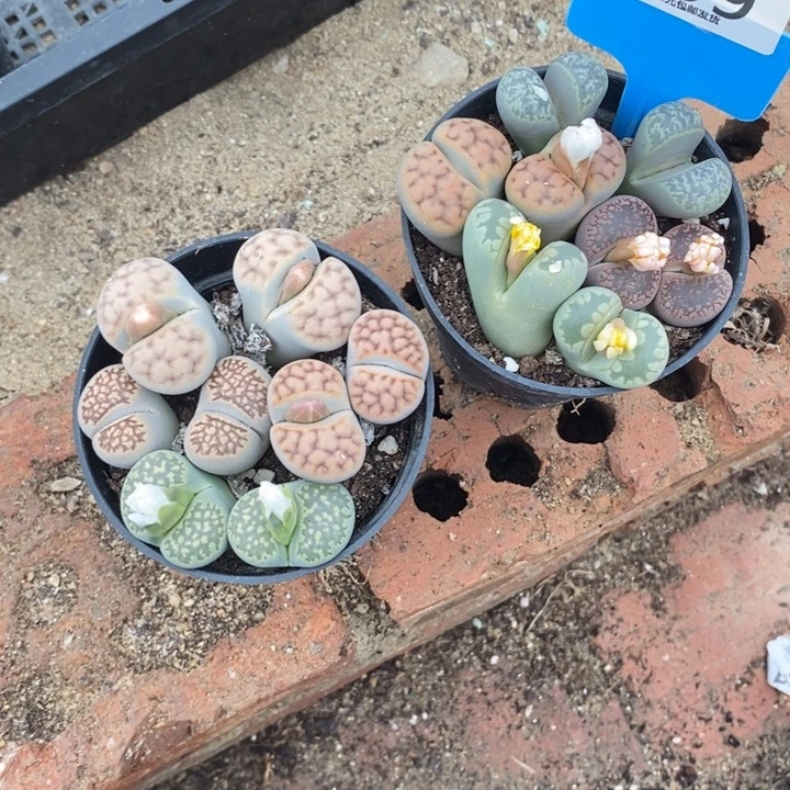 糖***酱生石花的季节是最799