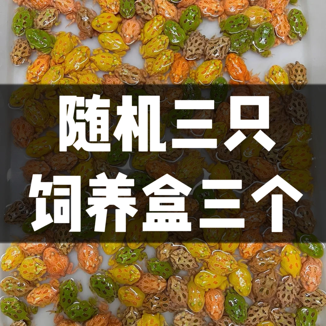 【不同颜色角蛙3只+3个两栖饲养盒】  包运损 活体出售不支持无理由