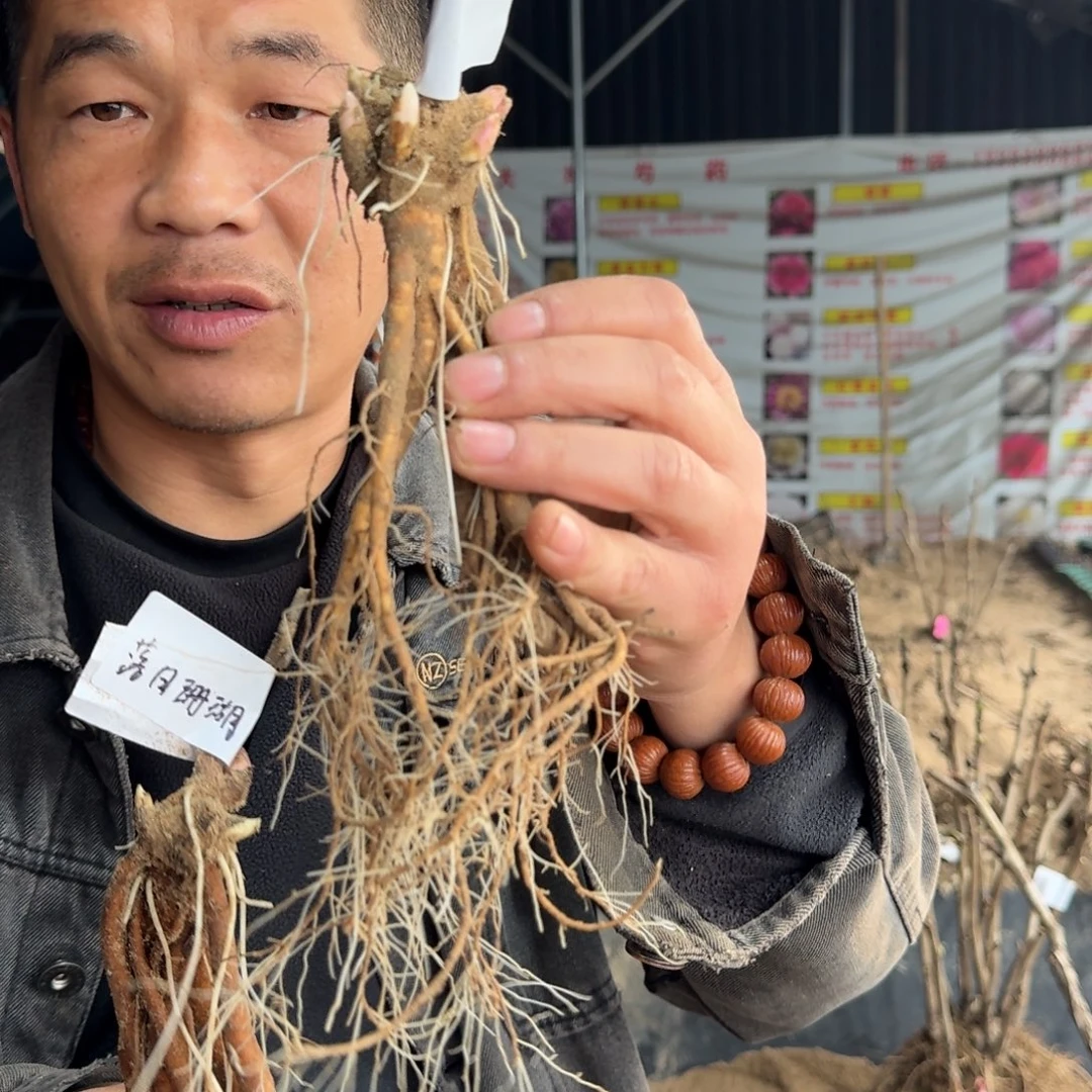 落日珊瑚➕沙拉➕杨妃出浴