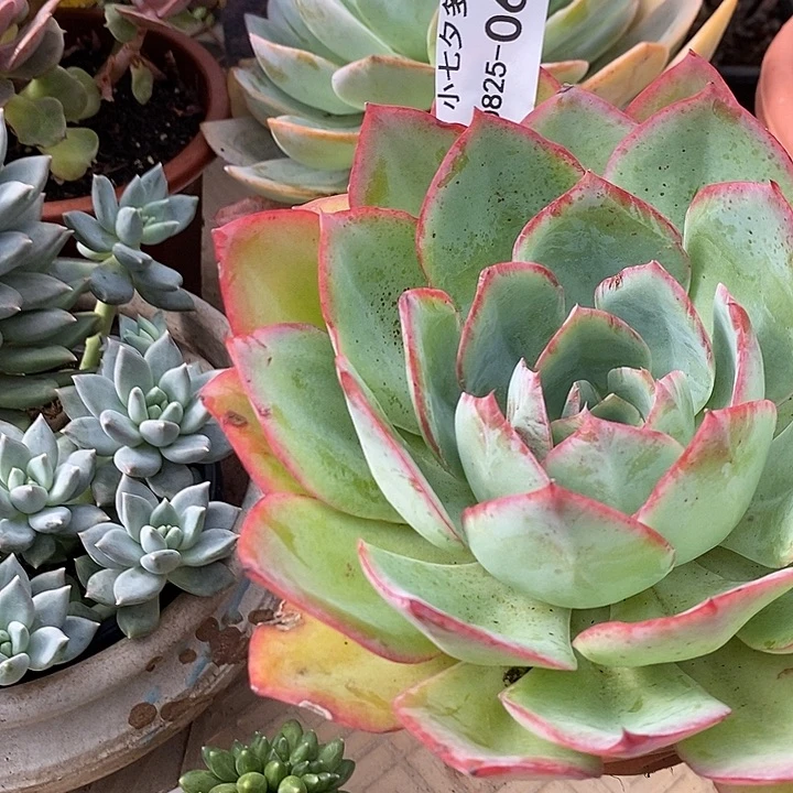 记得拍冷链霓虹灯06