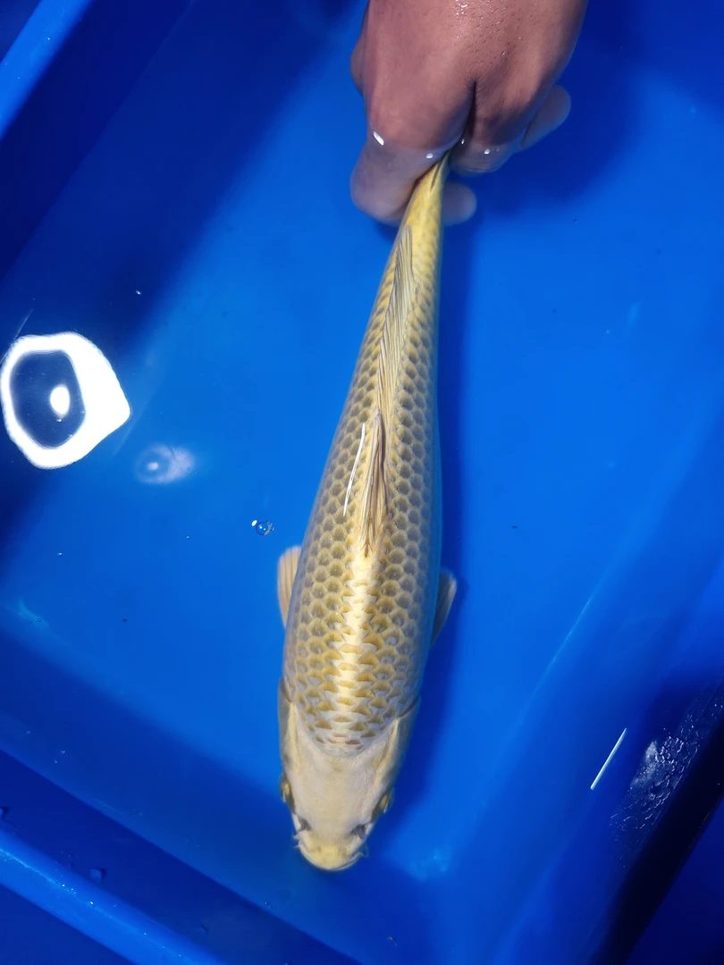 福利黄金 专属链接 进口有溯源高端锦鲤<实物以直播间为准>