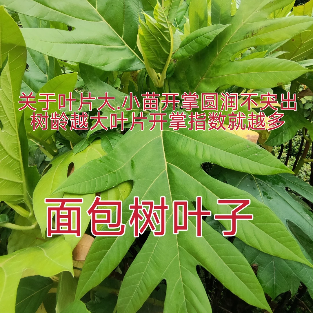 【面包树面包果】罗蜜树马槟榔面磅树庭院大型绿植结果绿植