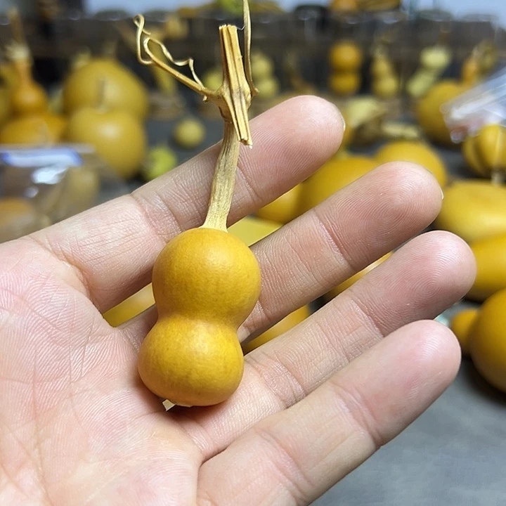 小***盆小葫芦一物一拍一个