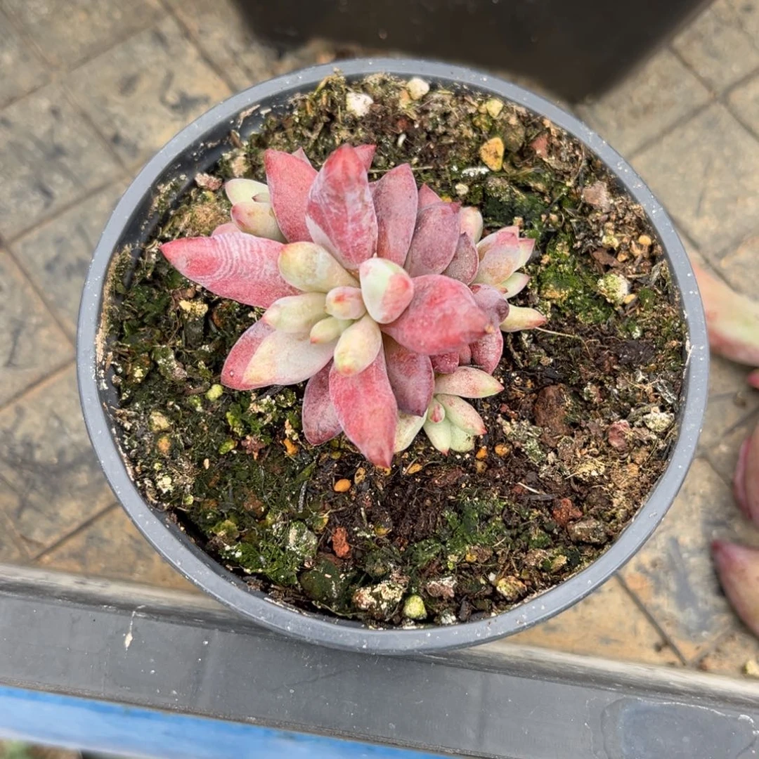 某***某多肉植物多肉植物