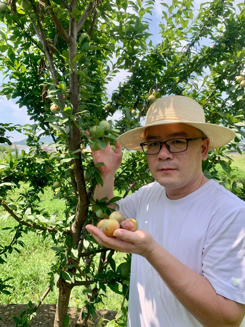 温州本地李子自己家种自然成熟老品种李子