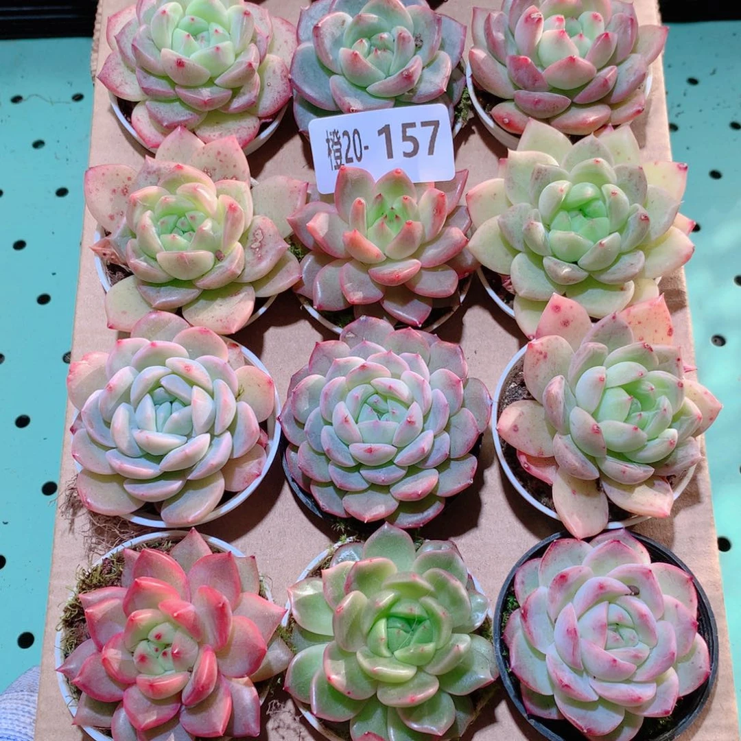20-157一物一拍多肉带盆18颗