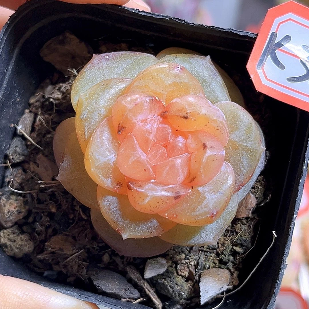 K32 心动甜心微瑕  满18包邮