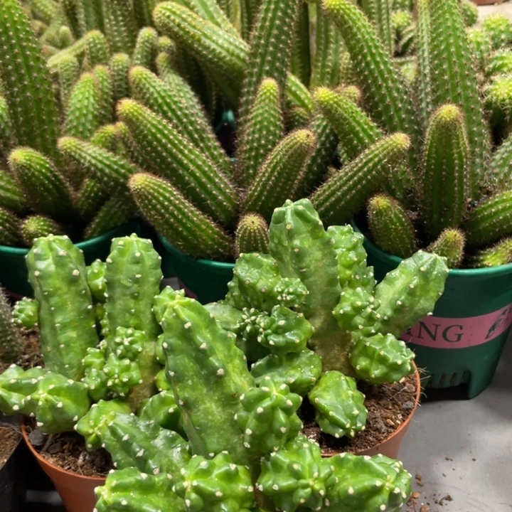 群生多头桃太郎一杯