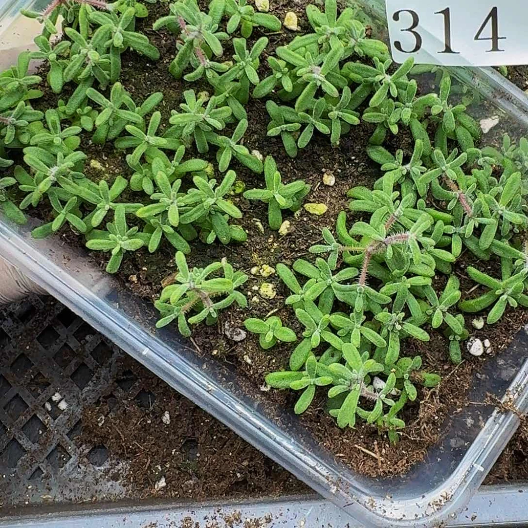 多肉植物多肉植物314