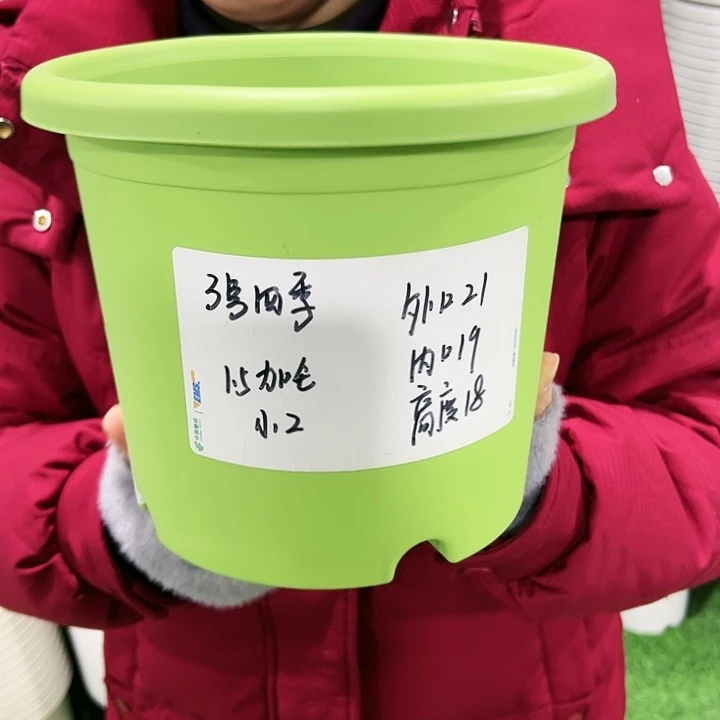 特价3号四季口21高18果绿色带托10只