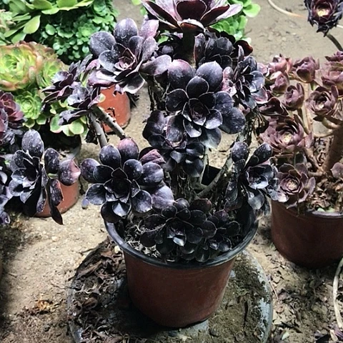 圆叶玫瑰多肉植物27